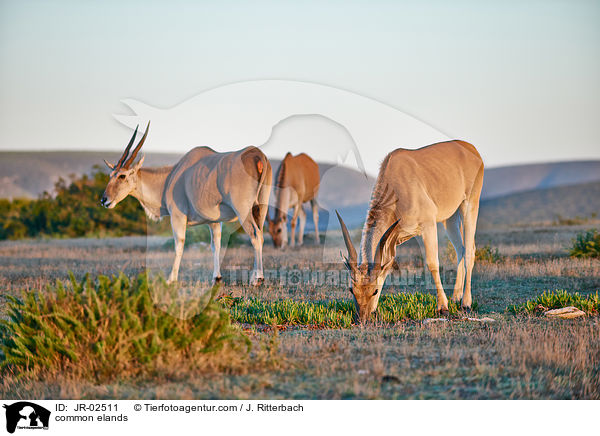 common elands / JR-02511