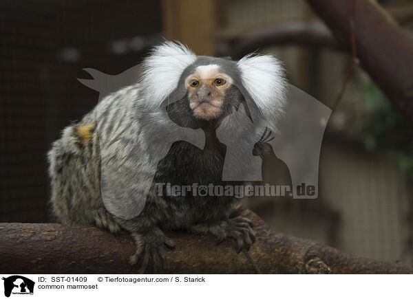 common marmoset / SST-01409