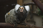 common marmoset