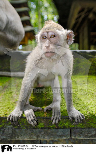cynomolgus monkey / JR-02554