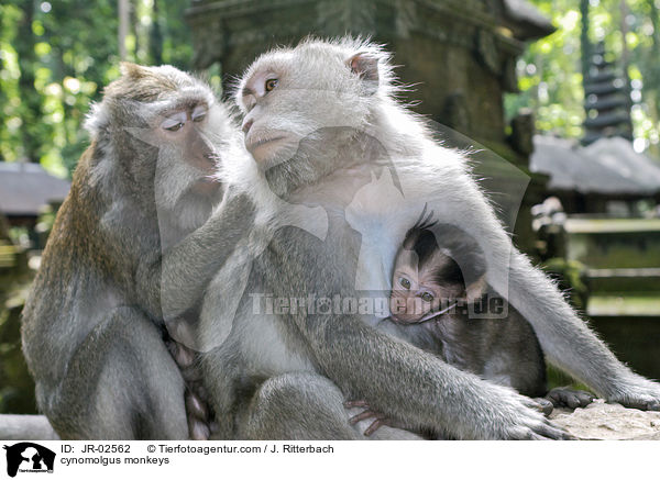 cynomolgus monkeys / JR-02562
