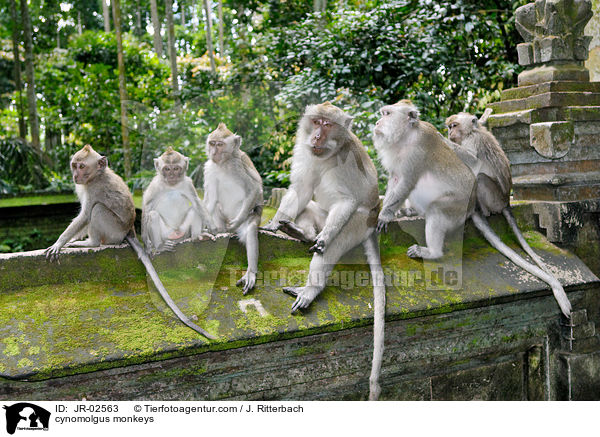 cynomolgus monkeys / JR-02563