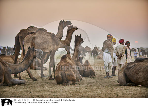Dromedary Camel on the animal market / JR-04249