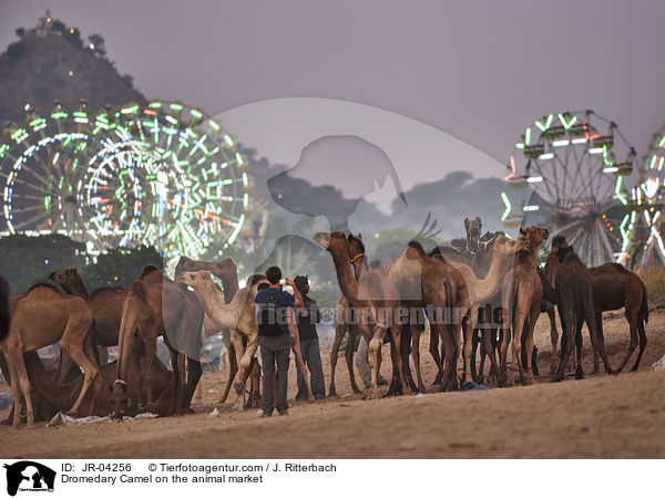 Dromedary Camel on the animal market / JR-04256