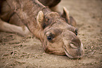 lying Dromedary Camel