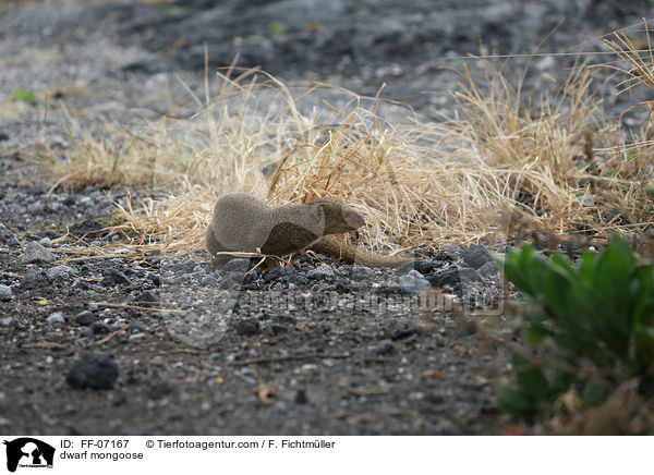 dwarf mongoose / FF-07167