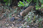 dwarf mongoose