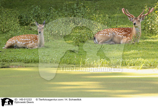 Dybowski Deers / HS-01222