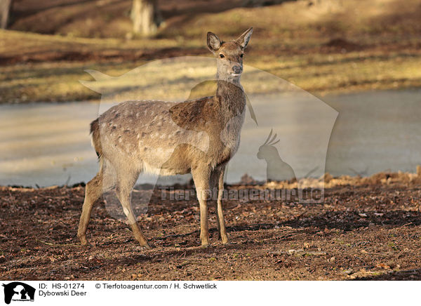 Dybowski Deer / HS-01274