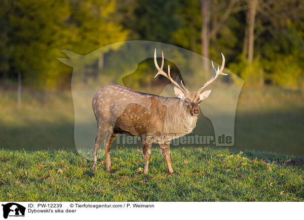 Dybowski's sika deer / PW-12239