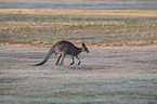 forester kangaroo