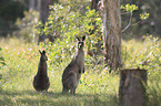 forester kangaroos