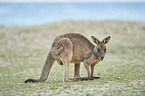 standing Eastern Grey Kangaroo