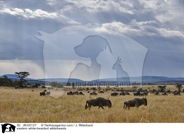 eastern white-bearded wildebeests / JR-05137
