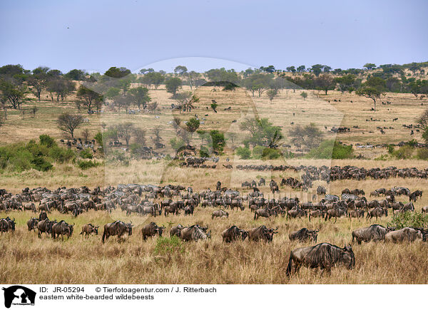 eastern white-bearded wildebeests / JR-05294