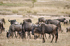 eastern white-bearded wildebeests