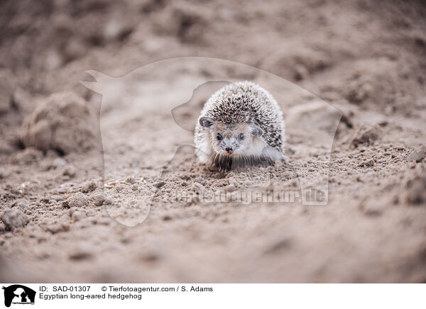 Egyptian long-eared hedgehog / SAD-01307