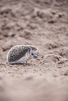 Egyptian long-eared hedgehog