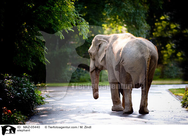 elephant / MAZ-05440