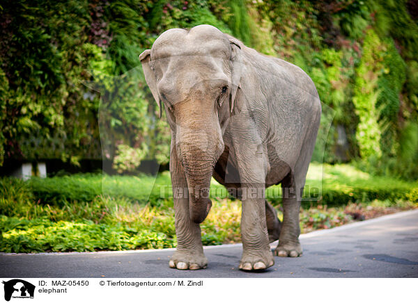 elephant / MAZ-05450
