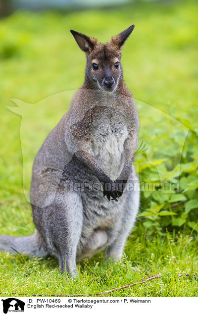 English Red-necked Wallaby / PW-10469