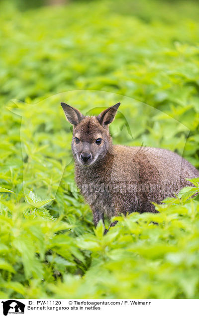 Bennett kangaroo sits in nettles / PW-11120