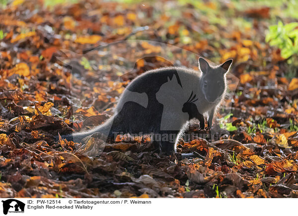 English Red-necked Wallaby / PW-12514