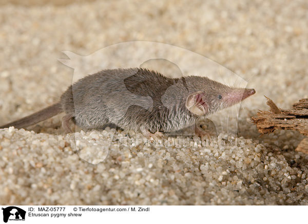 Etruscan pygmy shrew / MAZ-05777