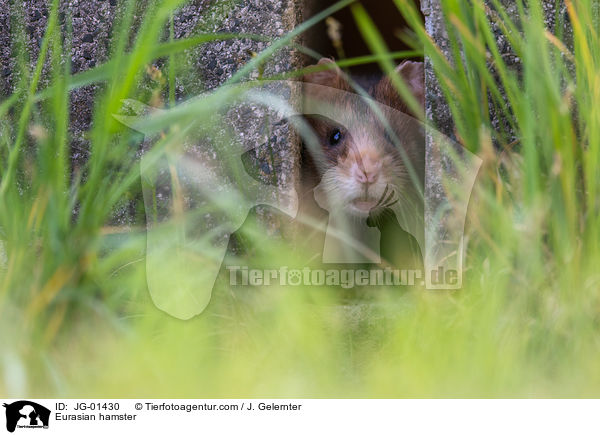 Europischer Feldhamster / Eurasian hamster / JG-01430