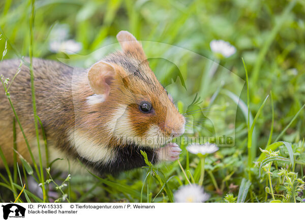black-bellied hamster / PW-15335