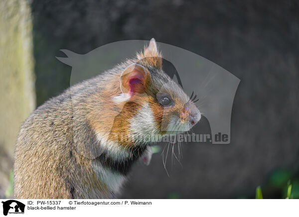 black-bellied hamster / PW-15337