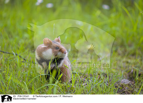 Feldhamster / black-bellied hamster / PW-15341