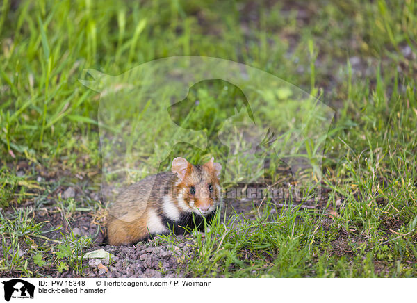 black-bellied hamster / PW-15348