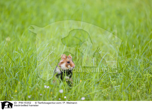 black-bellied hamster / PW-15352