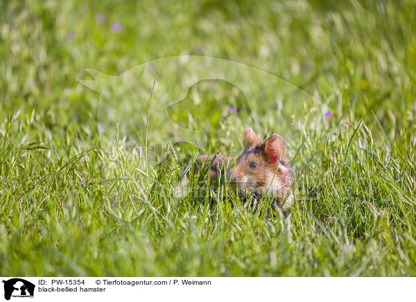 black-bellied hamster / PW-15354