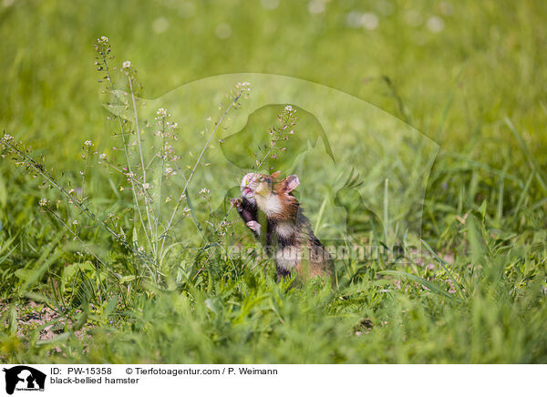 black-bellied hamster / PW-15358