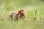 black-bellied hamster on meadow