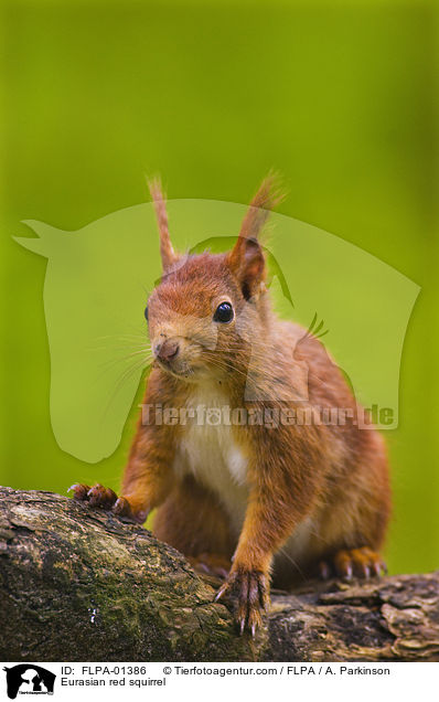 Europisches Eichhrnchen / Eurasian red squirrel / FLPA-01386