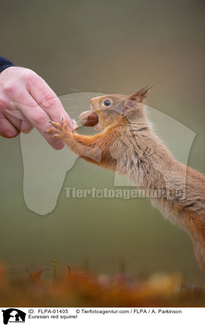 Europisches Eichhrnchen / Eurasian red squirrel / FLPA-01405