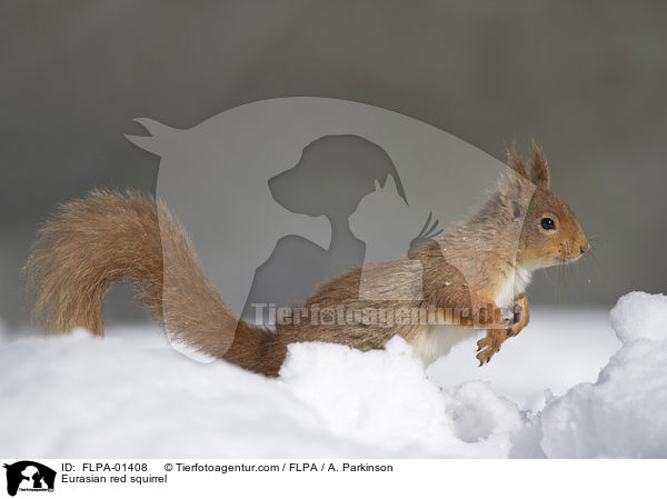 Europisches Eichhrnchen / Eurasian red squirrel / FLPA-01408