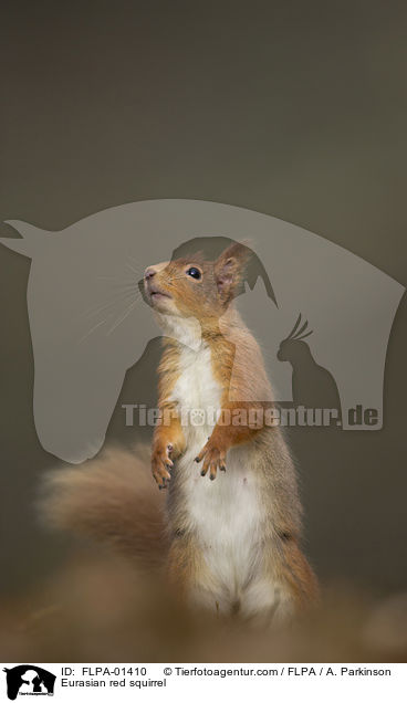 Europisches Eichhrnchen / Eurasian red squirrel / FLPA-01410