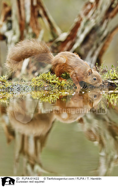 Eurasian red squirrel / FLPA-01422
