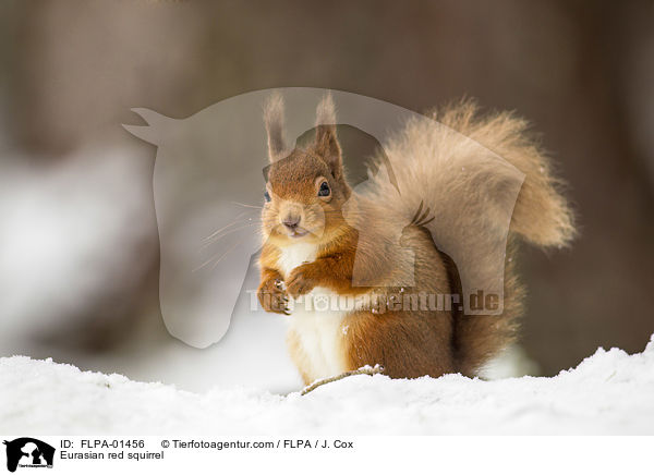 Eurasian red squirrel / FLPA-01456