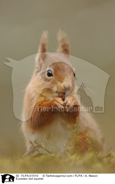 Eurasian red squirrel / FLPA-01510