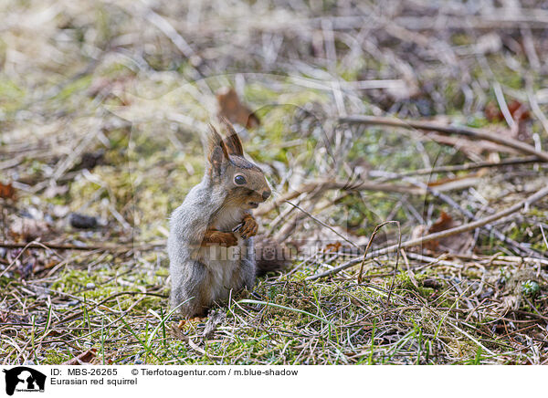 Eurasian red squirrel / MBS-26265