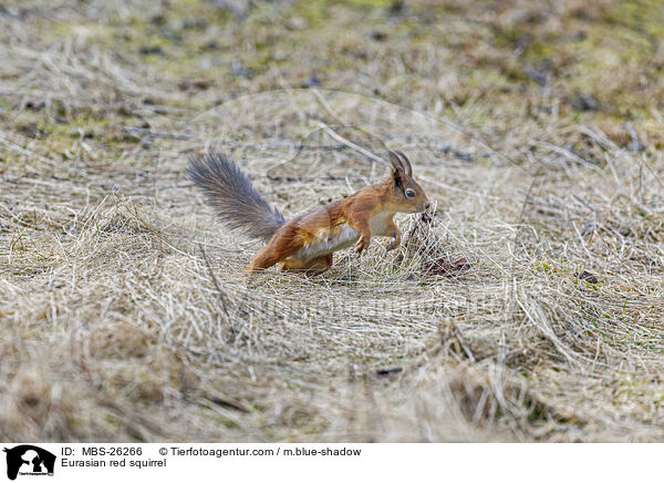 Eurasian red squirrel / MBS-26266