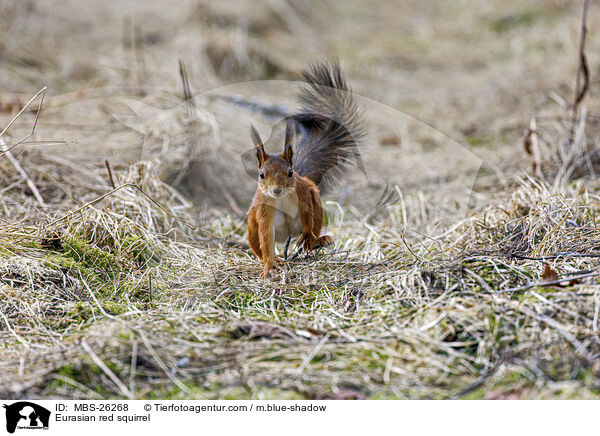 Eurasian red squirrel / MBS-26268