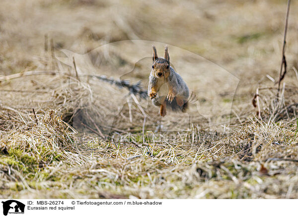 Eurasian red squirrel / MBS-26274