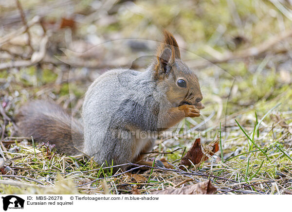 Eurasian red squirrel / MBS-26278