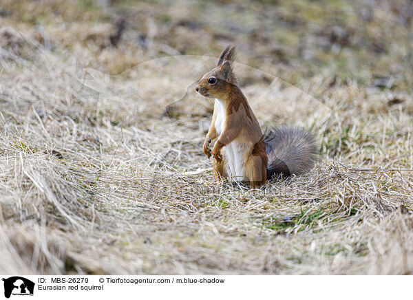 Eurasian red squirrel / MBS-26279